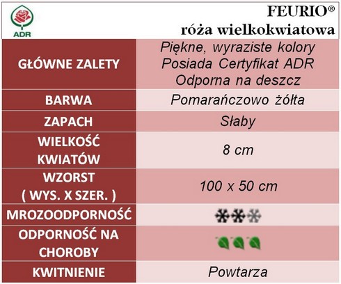 Feurio róża wielkokwiatowa gł zal